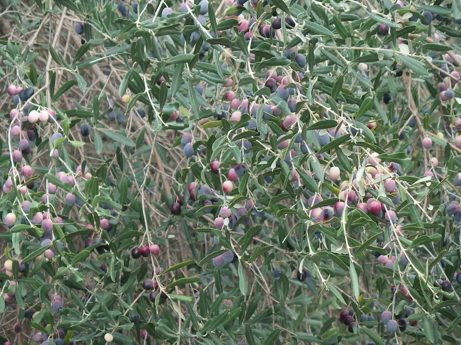 Rami di olivo carichi di olive in maturazione, dal verde al viola scuro, a Villa Adriana, Tivoli