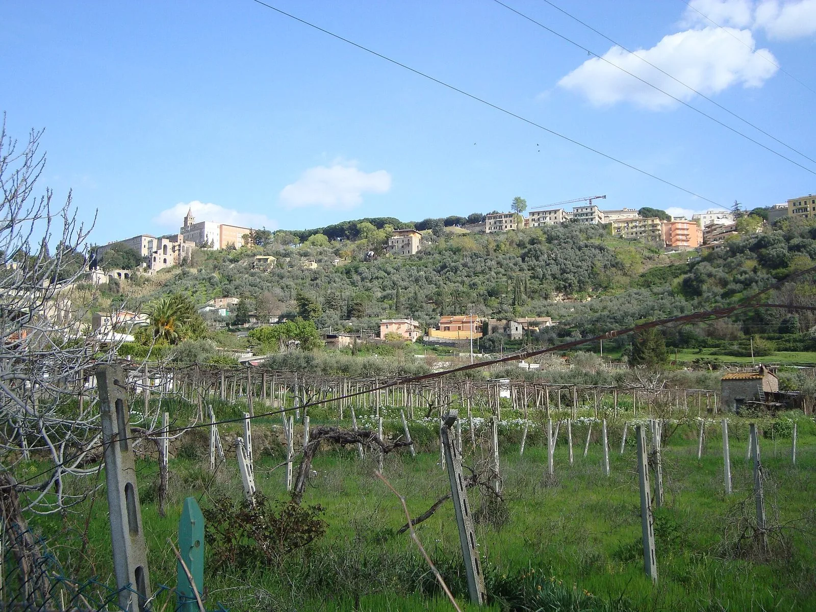 Pergolati di viti ai piedi di Tivoli con uliveti sul pendio e gli edifici del centro storico in cima alla collina